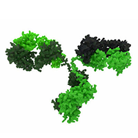 Monoclonal Antibodies
