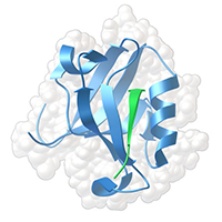PDZ Proteomics
